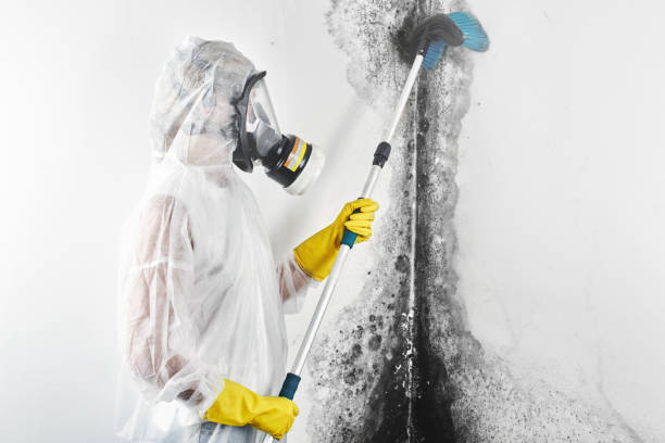 Asbestos and Lead Testing During Mold Inspection in North Shore, CA