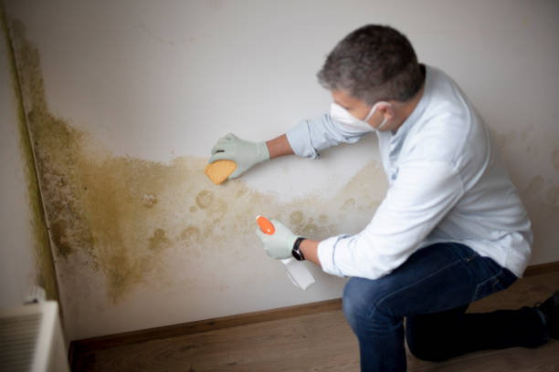 Reliable North Shore, CA Mold Removal Solutions