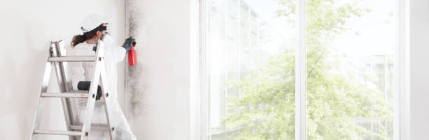 Best Real Estate Mold Inspection  in North Shore, CA